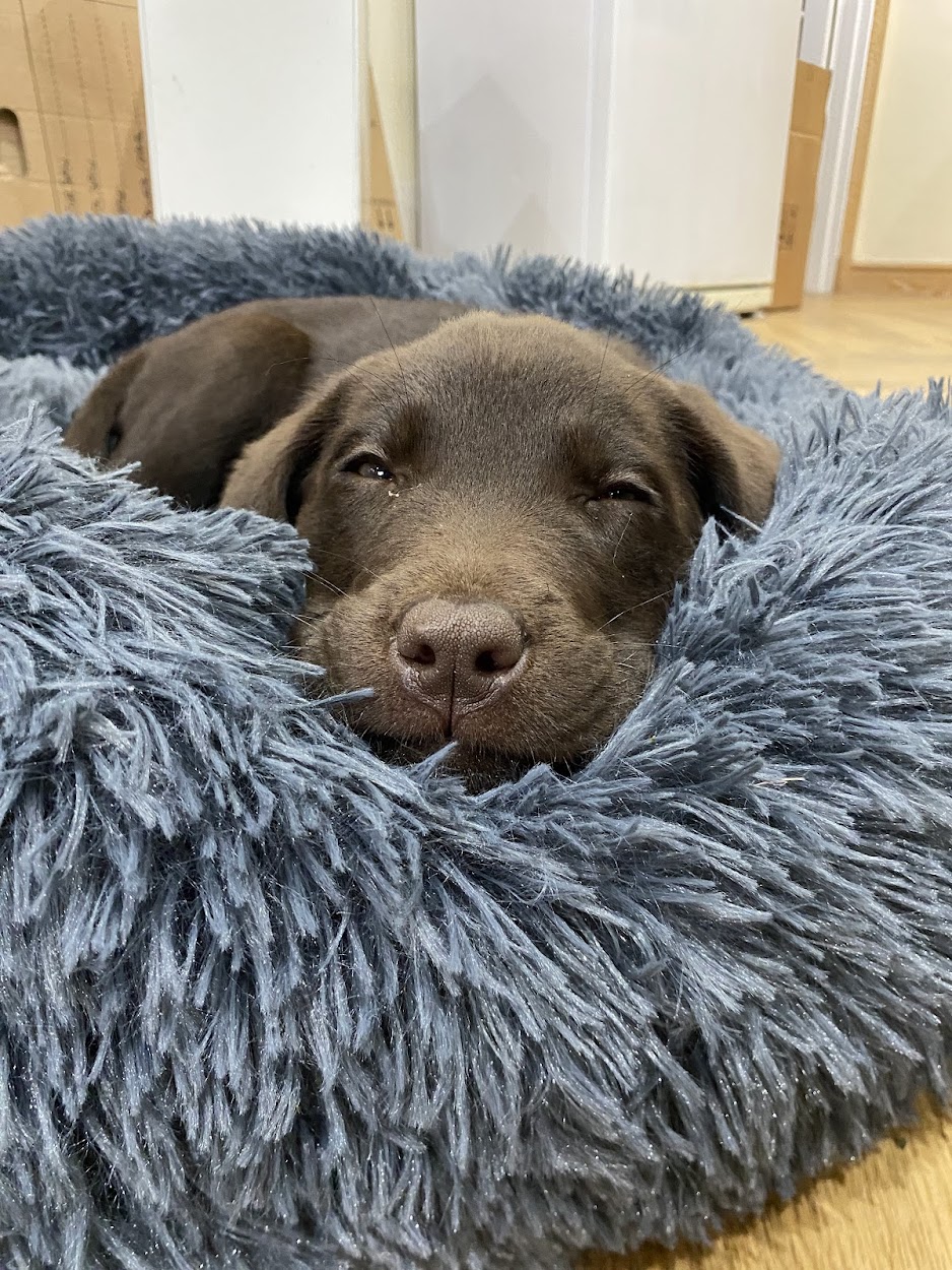 getting my dog